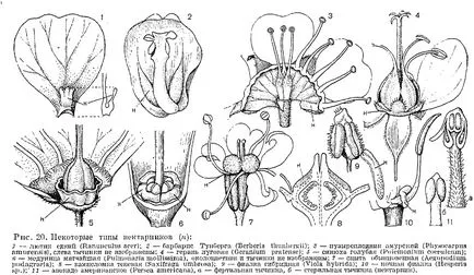 Nectaries - ez