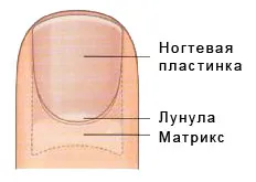 Nail - este o structură vie