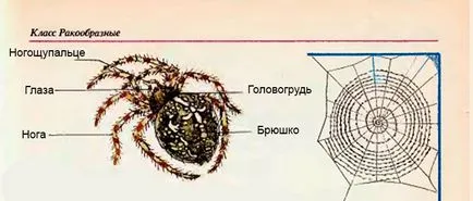 Araneus diadematus aspect, pericolul pentru om si simptomele mușcături