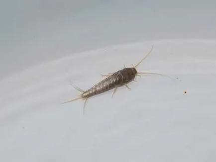 Silverfish în baie pentru a scăpa de acasă