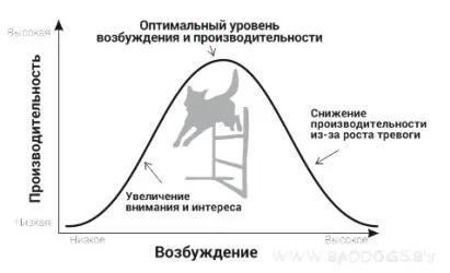 Як впоратися з порушенням аджилити, погані собаки (впоратися) Як впоратися з порушенням аджилити, погані собаки