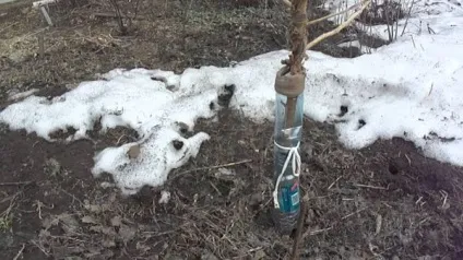 Як врятувати яблуню, якщо кору об'їли миші взимку (кору) Як врятувати яблуню, якщо кору об'їли миші взимку
