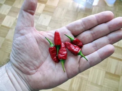 Як прибрати печіння від перцю на руках (перцю) Як прибрати печіння від перцю на руках