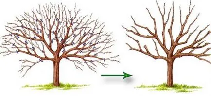 Gyümölcsfák metszési ősszel áramkör, időzítés, vágott jobb tavasszal, amikor megalakult a korona