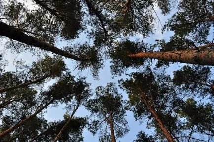 Az előnyök pihenés egy fenyves erdőben