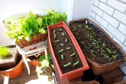 Castravetele pe balcon condiții favorabile pentru cultivarea soiurilor adecvate, etapele de preparare,