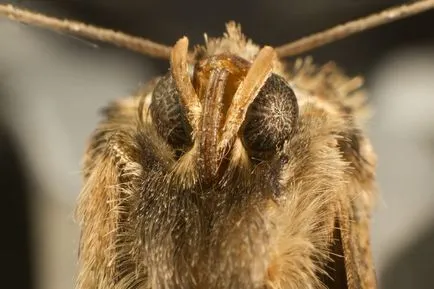 Descriere molii în cazul în care el trăiește, ceea ce mănâncă, modul în care arată (fotografii)