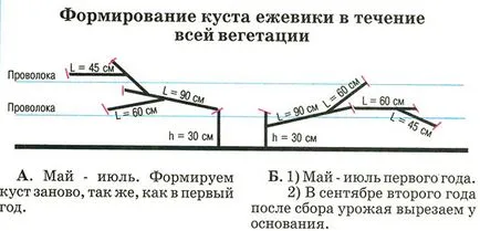 Особености на разпространението и резитба къпина вила