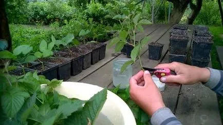 Jellemzői szaporítás és metszési szeder vendégház