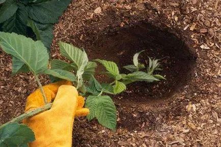 Jellemzői szaporítás és metszési szeder vendégház