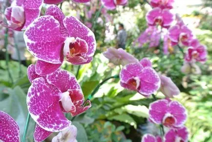 Орхидеи от Тайланд в бутилка
