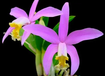 Orchidea Lombik