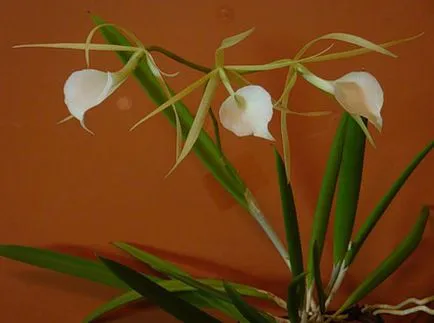 Orchidea Lombik