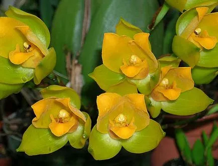 Orchidea Lombik