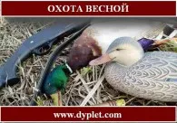 Полювання на тетерева восени (полювання) Полювання на тетерева восени