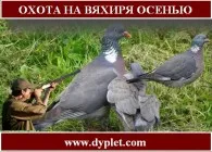 Полювання на тетерева восени (полювання) Полювання на тетерева восени