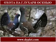Полювання на тетерева восени (восени) Полювання на тетерева восени