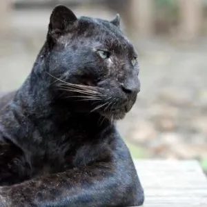 Panther черна котка