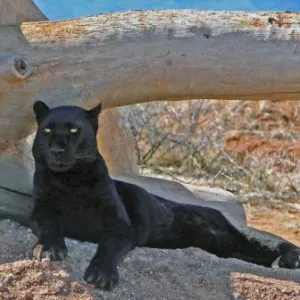 Panther черна котка