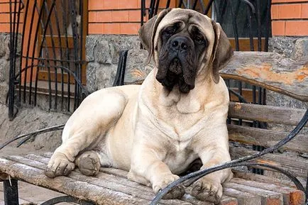 Барбър бойна животно куче - чудовище или безвреден кученце
