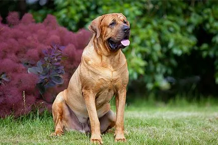 Barber caine de lupta pentru animale - un monstru sau un catelus inofensiv