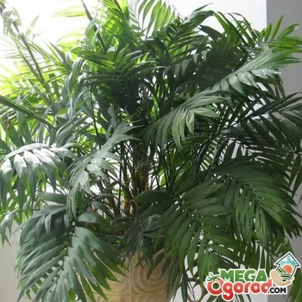 Palm szoba a termesztés a legjobb kilátást