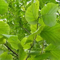 Petrezselyem - hasznos tulajdonságok, kezelés petrezselyem, saját kezűleg a ház és kert