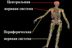 Структурата на периферната нервна система и функцията