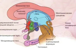 Periferic structura sistemului nervos și funcția