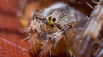 Spider Araneus - descrierea toxice sau nu