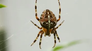 Spider Araneus - descrierea toxice sau nu