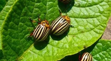 Spider Araneus - descrierea toxice sau nu