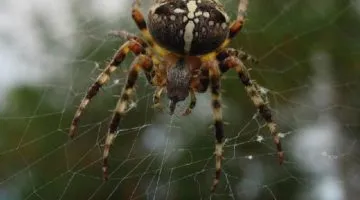 Spider Araneus - descrierea toxice sau nu