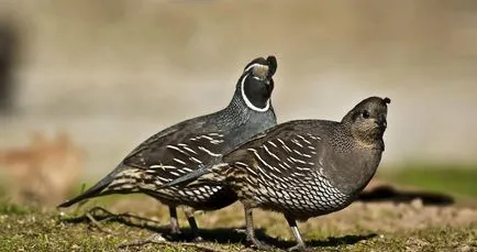 Fürj (50 fotó) kilátás madarak repülő, leírás, videó