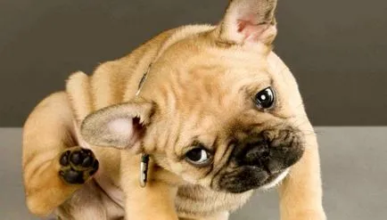 A parvovírus kutyáknál a tünetek, okok, kezelési módszerek