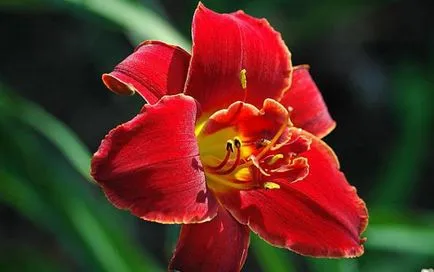 transplantare daylilies