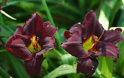 kiültetés daylilies