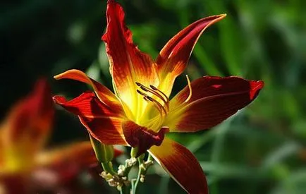 kiültetés daylilies