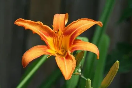 kiültetés daylilies