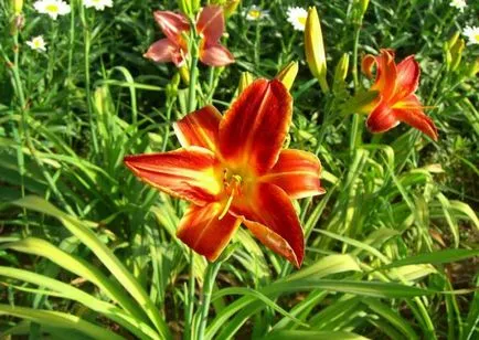 kiültetés daylilies