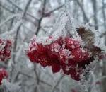 Miért nem ad Viburnum bogyók