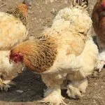 Раираната Плимут Рок пилета порода, описание, видео, снимки