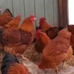 Раираната Плимут Рок пилета порода, описание, видео, снимки