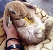 Защо декоративни зайци ближе ръката