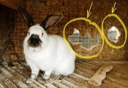 De ce iepuri gnaw din lemn provoaca celule, fotografie și video