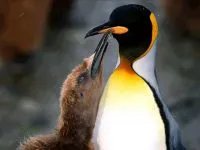 Miért, miért pingvin madár madár pingvin