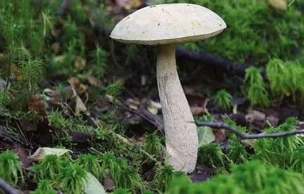 Boletus (Obabkov) leírását a gomba, hogyan kell főzni, és előkészíti, ahol - az életem