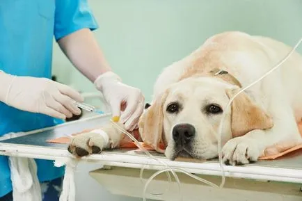 Защо кучетата пяна от устата идва причини, които правят възможно лечение
