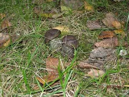 Boletus (Obabkov) leírását a gomba, hogyan kell főzni, és előkészíti, ahol - az életem