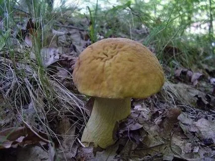 Boletus (Obabkov) leírását a gomba, hogyan kell főzni, és előkészíti, ahol - az életem